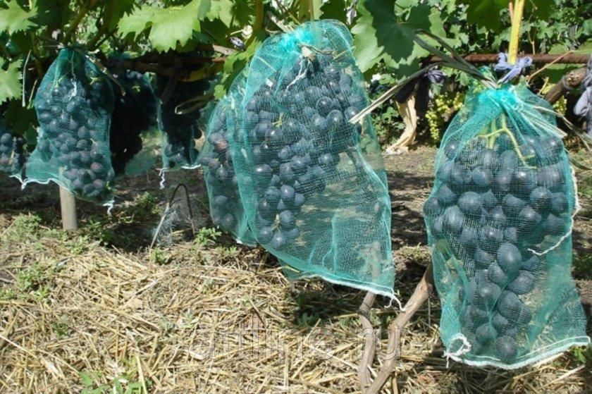 Мешочки (сетка) для защиты гроздей винограда от насекомых, 28х40см(Украина), цена в Симферополе от компании АТТЛАЙН