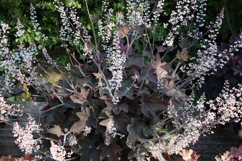 Цветовая гамма и форма листьев Гейхереллы Арт Деко