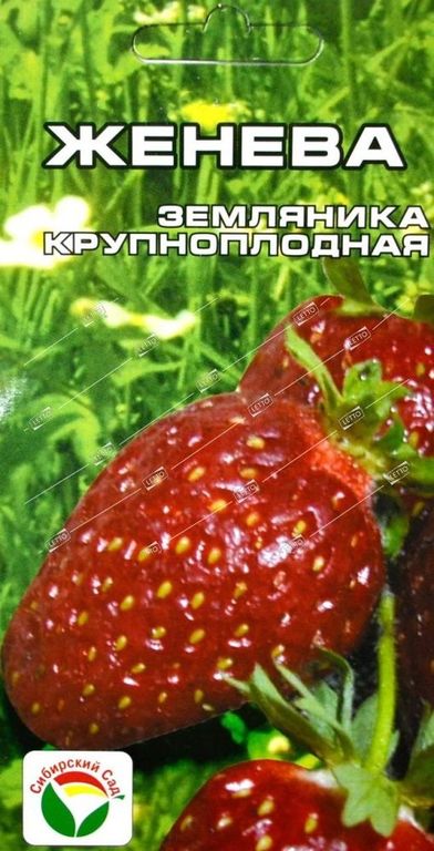 Семена клубники Женева крупн.пл., 2р в год *10шт