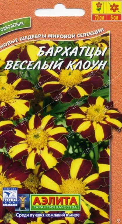 Бархатцы веселый клоун фото и описание