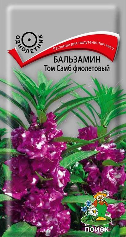 Семена Бальзамин Том Самб фиолетовый, Поиск 0,1 г