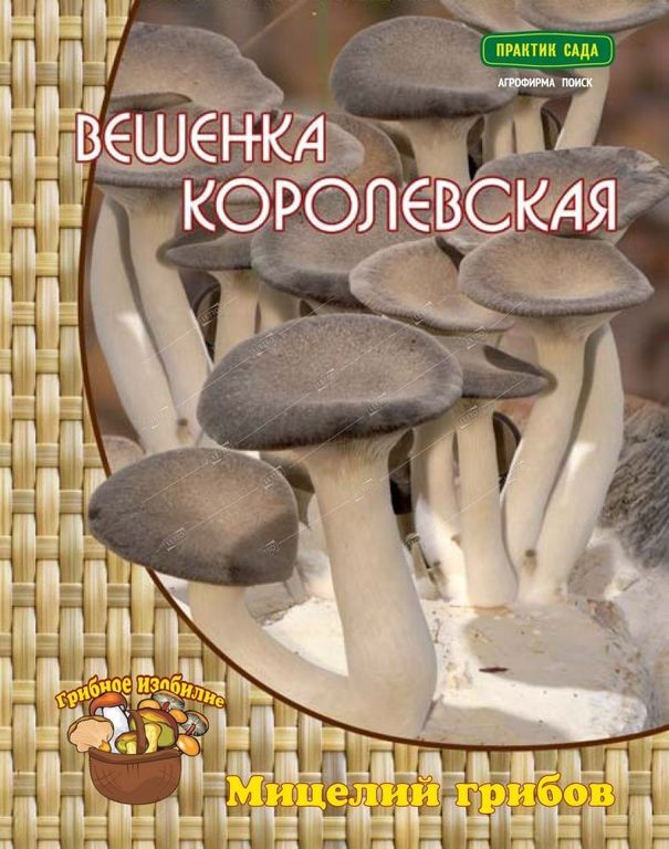 Мицелий грибов Вешенка Королевская, Поиск 12 шт
