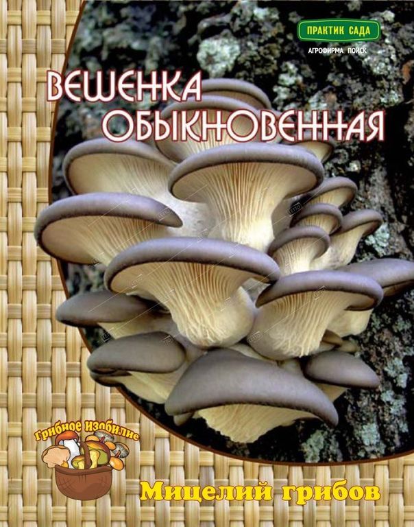 Мицелий грибов Вешенка обыкновенная, Поиск 12 шт