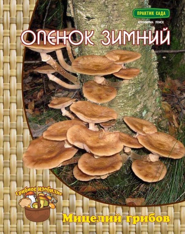 Мицелий грибов Опенок зимний, Поиск 12 шт