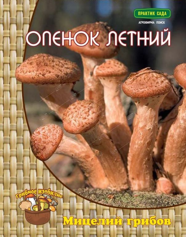 Мицелий грибов Опенок летний, Поиск 12 шт