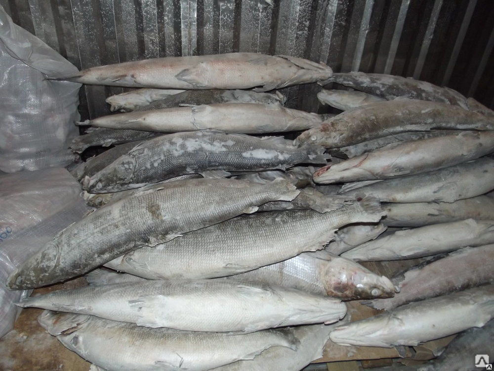 Щекур Рыба Фото Цена